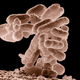 E. coli seen through an electron microscope. In 2013, scientists recoded the genome of this bacteria—and now they want to do the same to human cells to prevent infections.